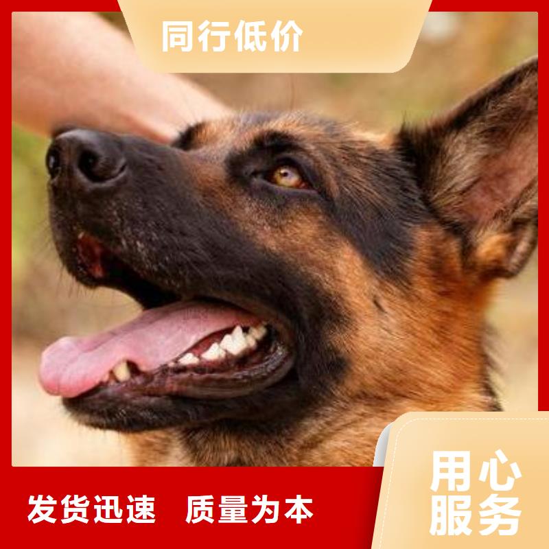 德国牧羊犬【杜高犬】一站式供应厂家