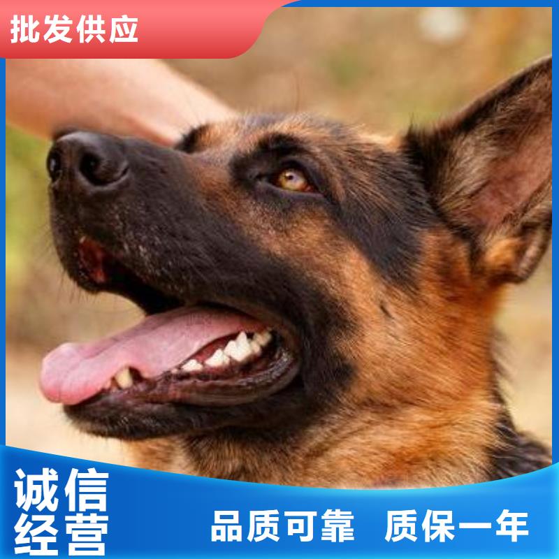 德国牧羊犬,德牧犬为您精心挑选