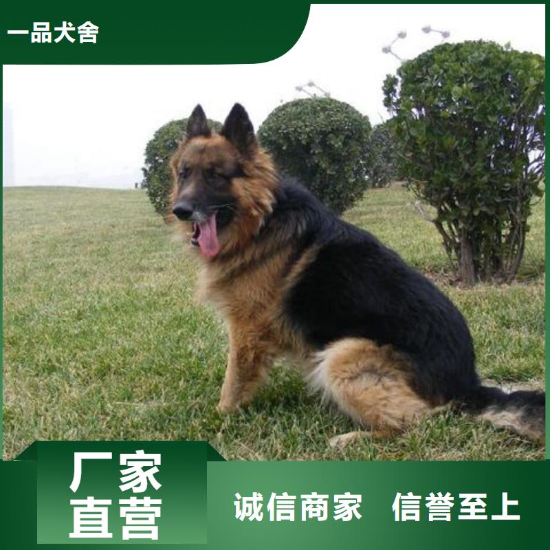 德国牧羊犬【黑狼】优质工艺