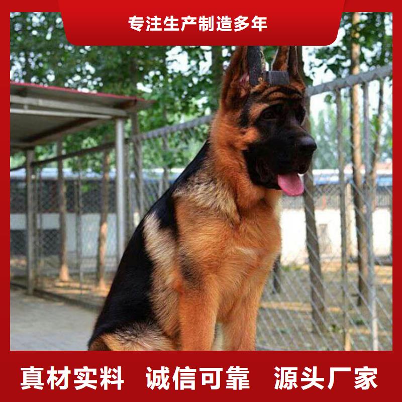 【德国牧羊犬】,杜高犬出货快