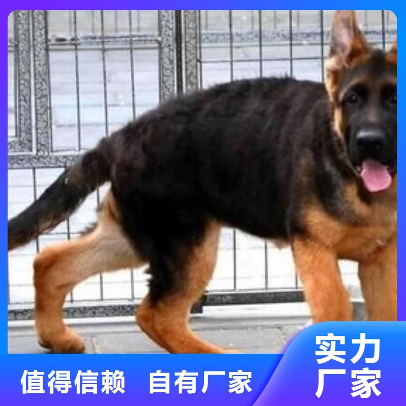 德国牧羊犬德牧犬拥有核心技术优势