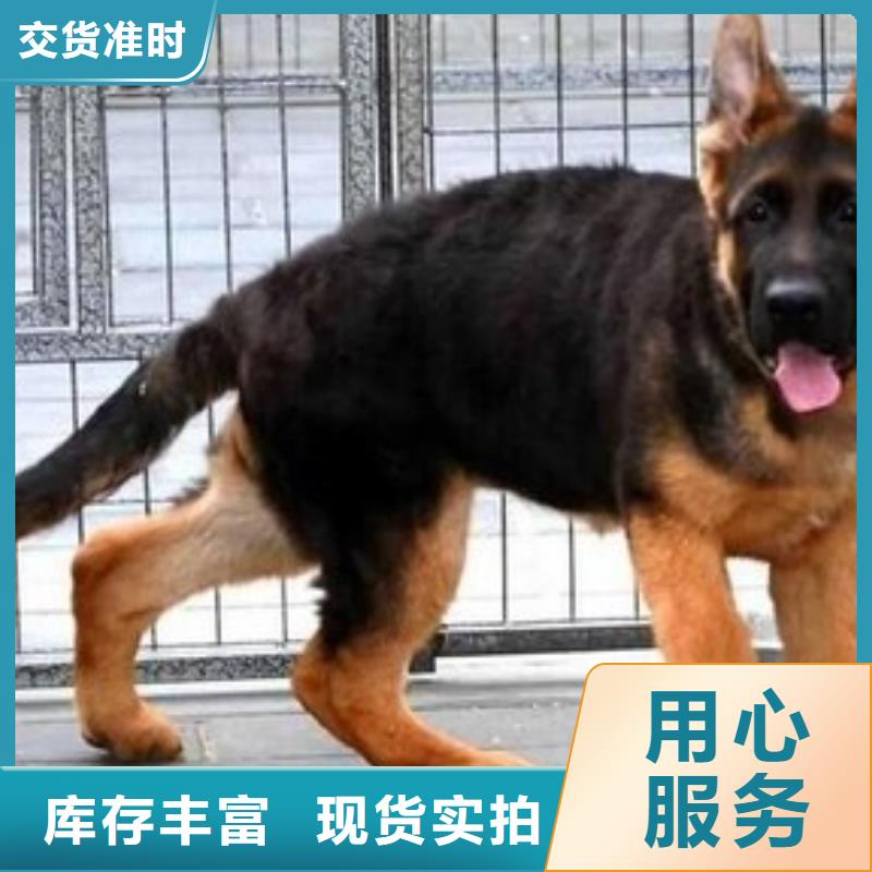 德国牧羊犬【杜高犬】一站式供应厂家