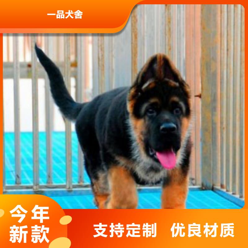 德国牧羊犬【德牧犬】联系厂家