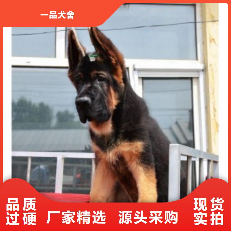 德国牧羊犬卡斯罗犬满足您多种采购需求