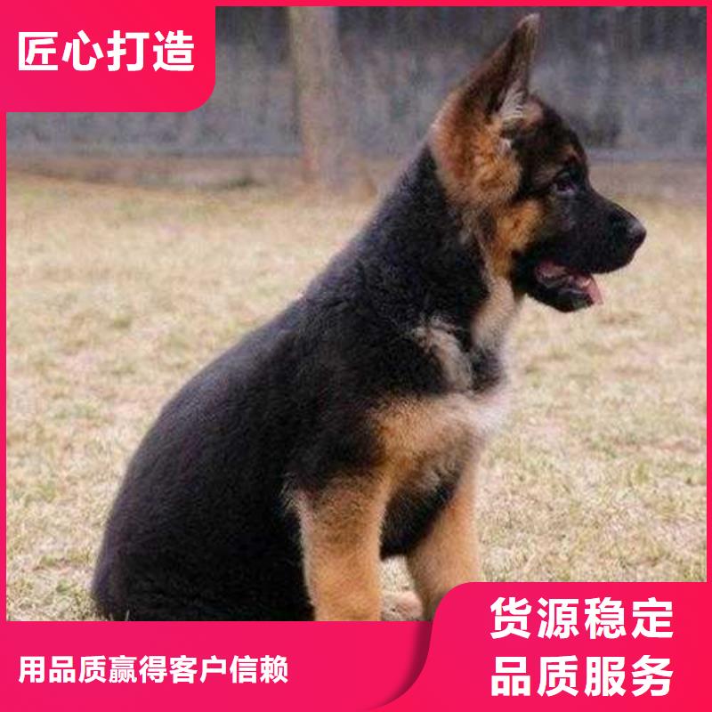 德国牧羊犬德牧犬拥有核心技术优势