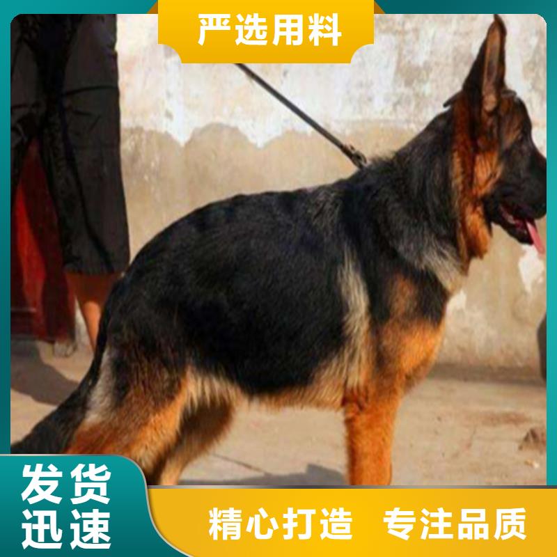 【德国牧羊犬】,杜高犬出货快