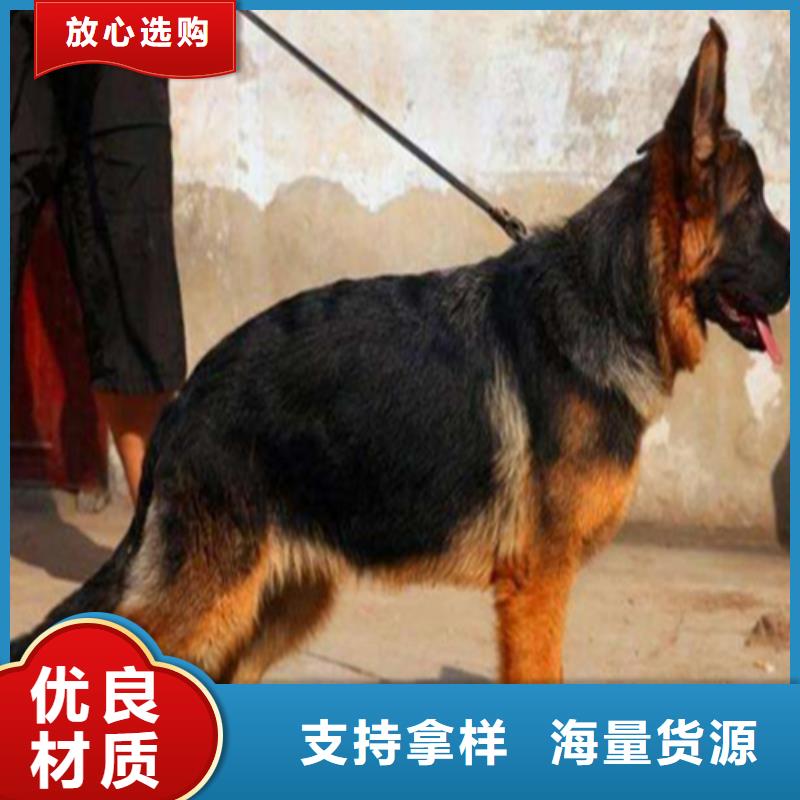 德国牧羊犬德牧犬拥有核心技术优势