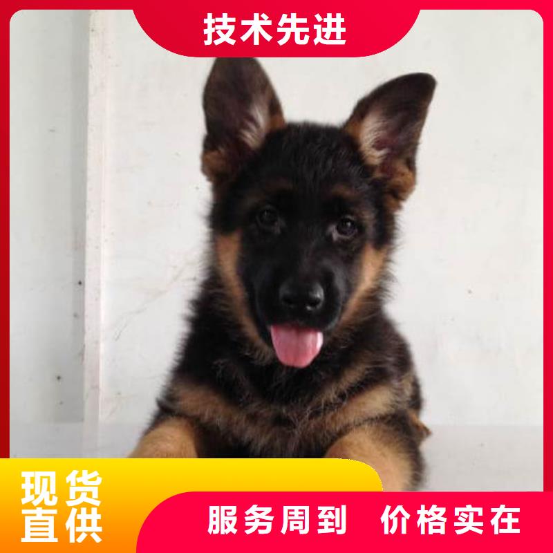 德国牧羊犬杜宾犬可接急单