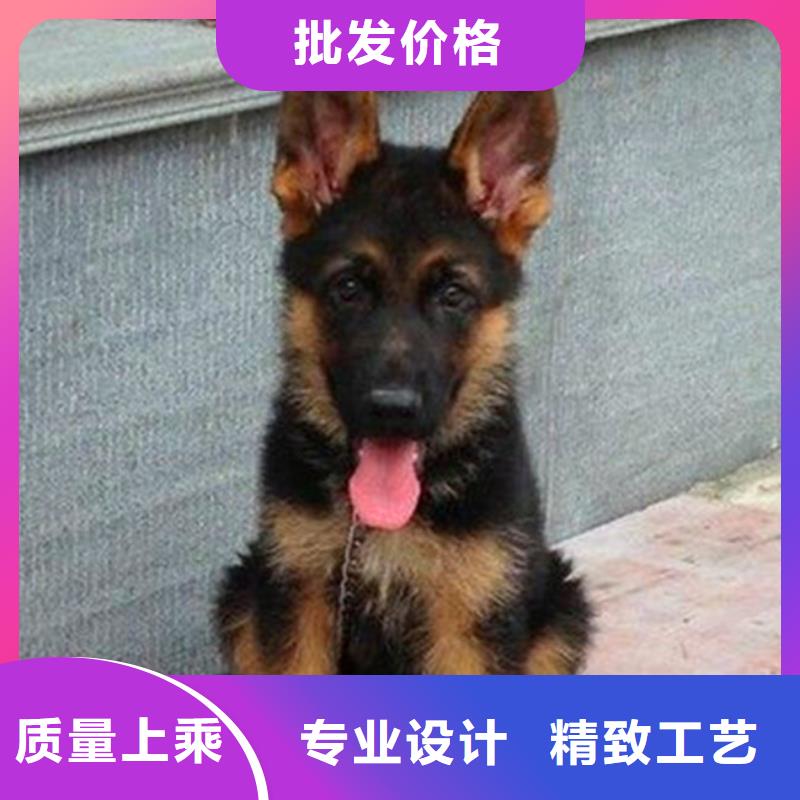 德国牧羊犬杜高犬实体厂家大量现货