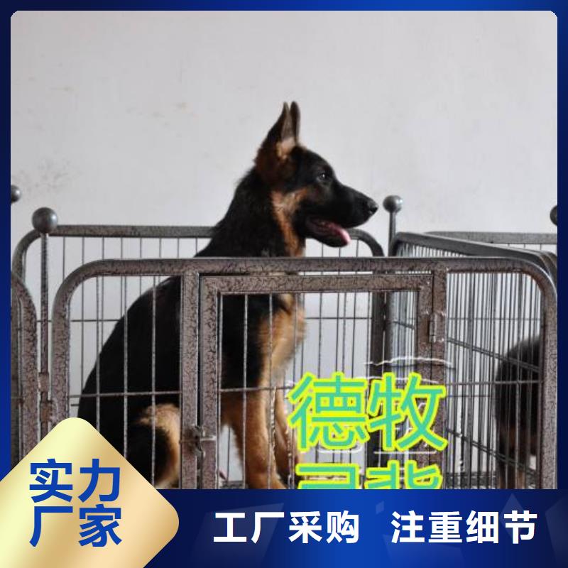 【德国牧羊犬】,杜高犬出货快