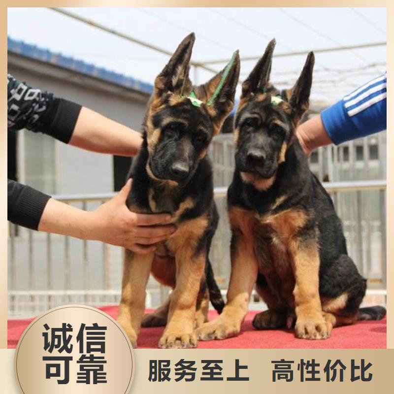 德国牧羊犬【马犬】精工细作品质优良