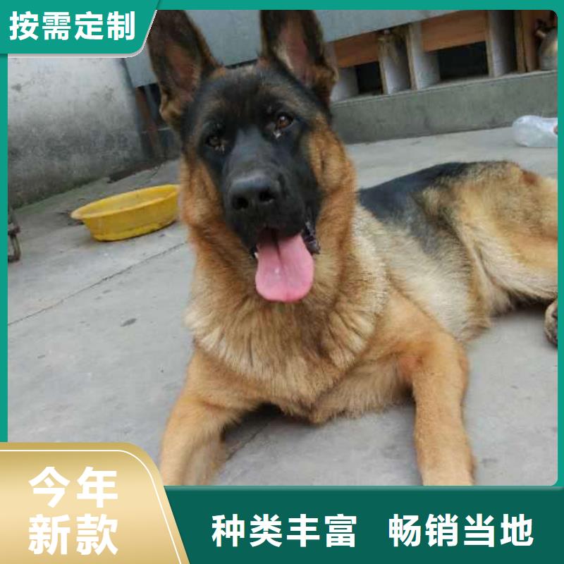 德国牧羊犬德牧犬诚信经营