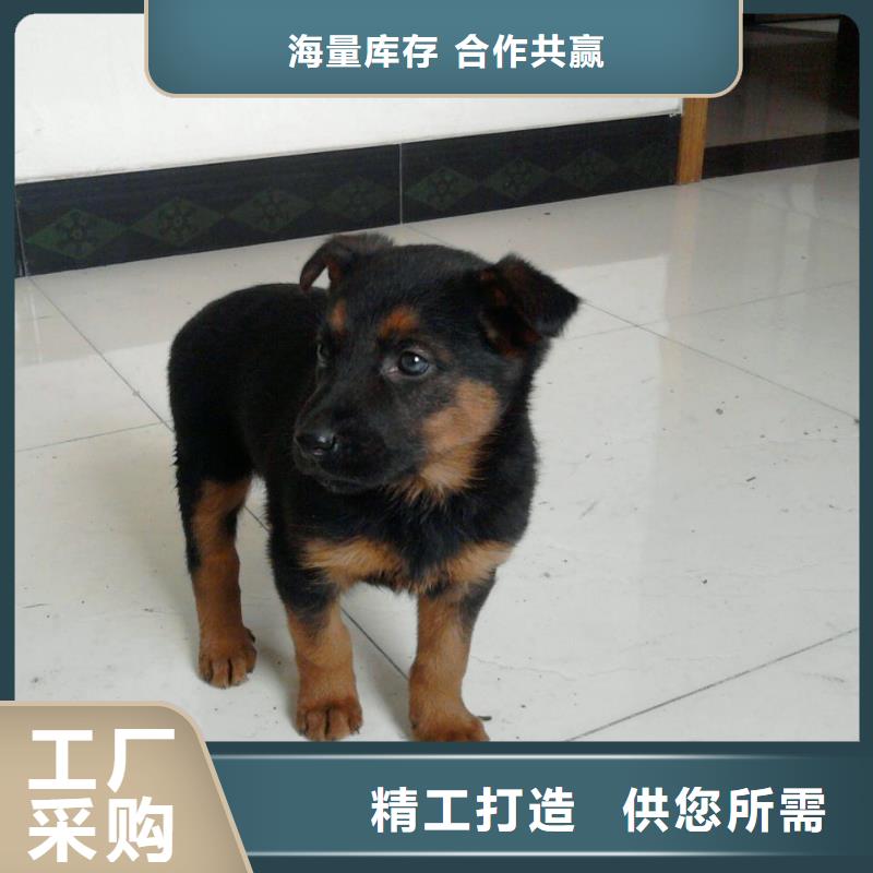 【德国牧羊犬】马犬市场行情
