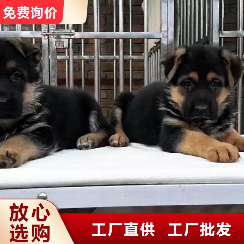 德国牧羊犬德牧犬拥有核心技术优势