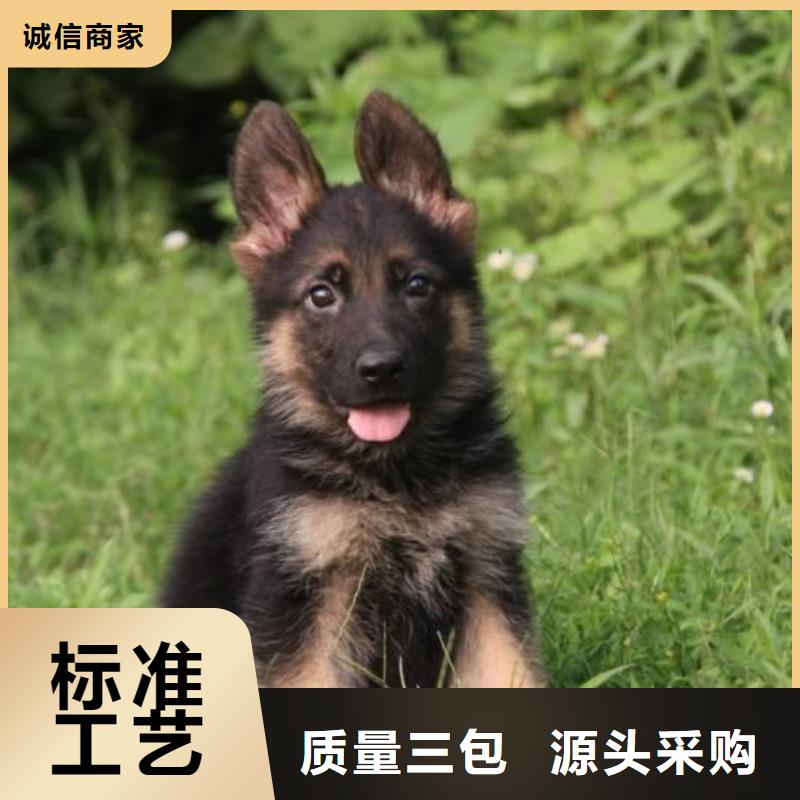 【德国牧羊犬】杜宾犬供应商